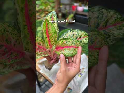 Aglaonema plants , WhatsApp Flora gardens : 8281829346 #ytshorts #aglaonema