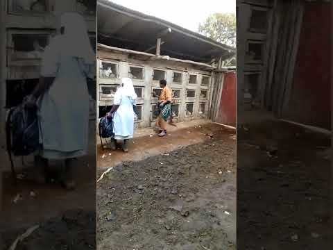 Rabbit farming #rabbits #rabbits house #agriculture