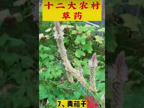 中草药：农村12大草药