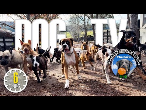 Best Fun & Relaxing TV for Dogs! Prevent Boredom & Anxiety - Dog Video for Dogs! NEW