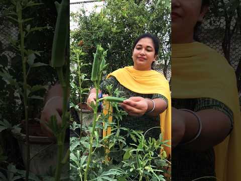 Harvesting rooftop garden vegetables #rooftop #organic #shorts