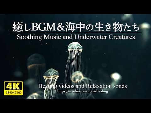 Healing BGM and creatures in the sea / Relaxing sound & Healing 3 hours