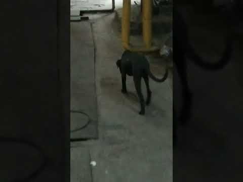 जानवरों को प्यार करके देखो वो कितने खुश होते हैं #cutedog😘😍😍 #saveanimals #viral #shorts #video