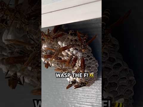 WASP THE F!!! #wasp  #nest #scary