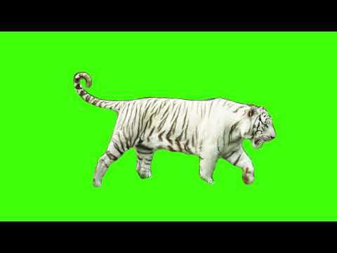 Tiger green screen {Friday, 12 August 2022}