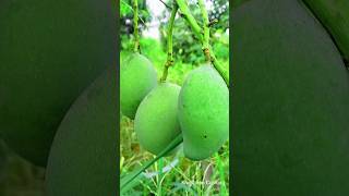 Mango Small Trees Amazing #Mango #Mangotrees #shortfeed #Khushboocooking #short