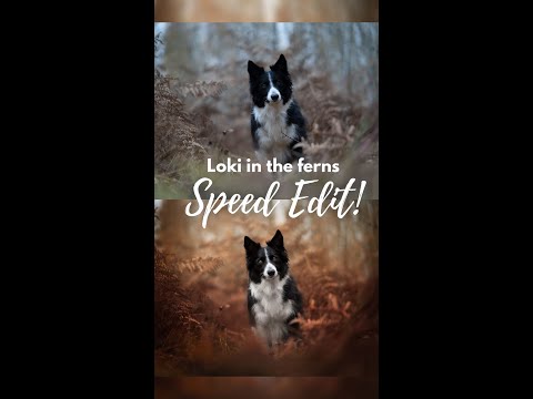 Loki in the Ferns: Speed Edit!