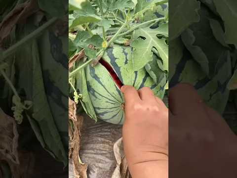 watermelon fruit |green entertainment  #zkgreen #viral #garden #viral #growfruit #shorts