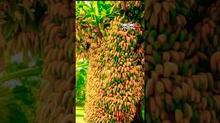 ￼Best Technique how to grow plant by cuttings.#growingfruits