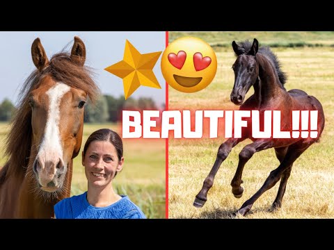 All the foals together! How beautiful! Photographers are taking pictures | Friesian Horses