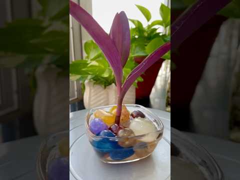 Water Plant decoration For Home #plantsdecor #houseplantdecor #homedecor #diy #waterplants