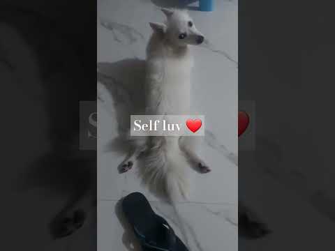 #🐩🚩self. Love #ytshorts #doglover #trending #cute #youtubeshorts#love#viralvideo #petlover#music