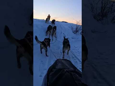 Mushing a dog team across the arctic of Alaska