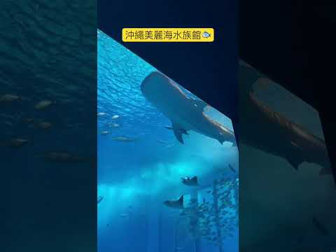 沖繩美麗海水族館🐟