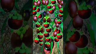 new technique of planting and propagating mangosteen trees from fruit.#growingfruits #garden #shorts