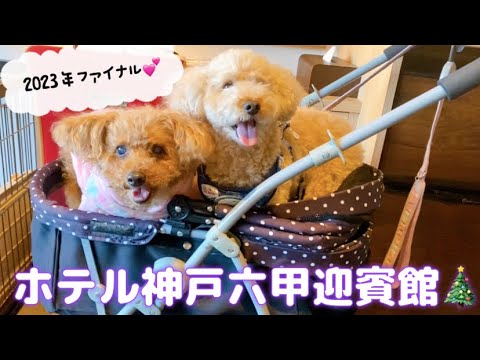 【2023年ファイナル動画💕】ホテル神戸六甲迎賓館🌃愛犬とお誕生日ディナー🍽️