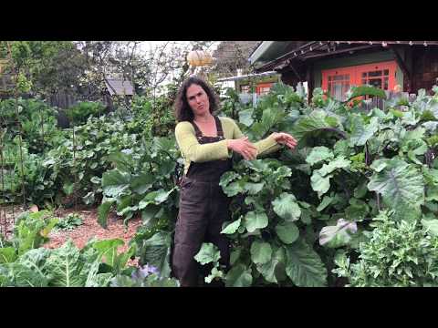 How to grow tree collards