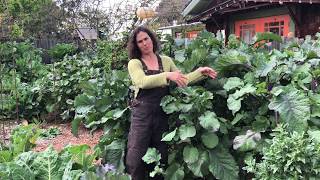 How to grow tree collards