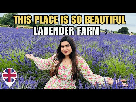 Visiting Lavender Farm in UK First Time 😍 | Day In A Life Vlog UK | Indian Youtuber In England