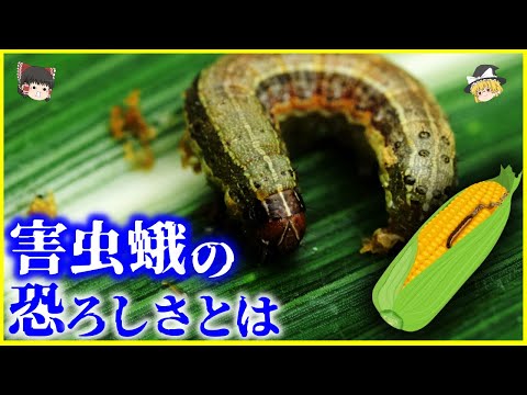 【ゆっくり解説】一晩で100km移動⁉️食料の殺し屋「ツマジロクサヨトウ」の恐ろしさとは？を解説/人類VS蛾…寒さに適応する進化で日本にも脅威が⁉️