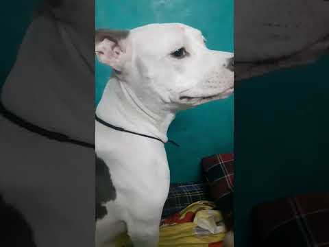 pitbull attitude status #youtube #viral #viralvideo #youtubeshorts #youtuber #ytshorts #pitbull #dog