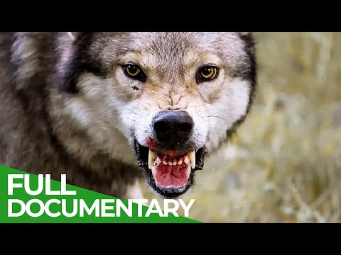 Man's First Friend - The Epic Story of Dogs & Humans | Free Documentary Nature