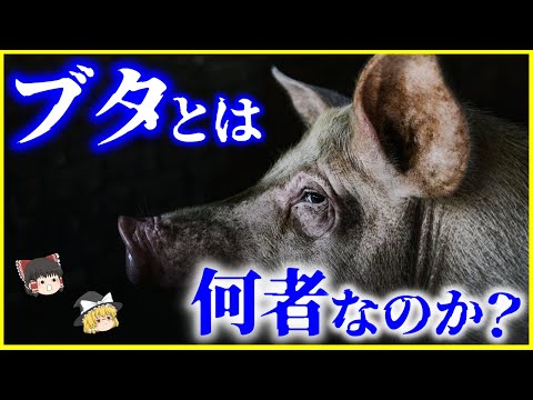 【ゆっくり解説】人間が作り出した生物…「ブタ」とは何者なのか？を解説/賢すぎて危険なスーパーブタの脅威⁉️イメージを覆す豚の能力の高さとは