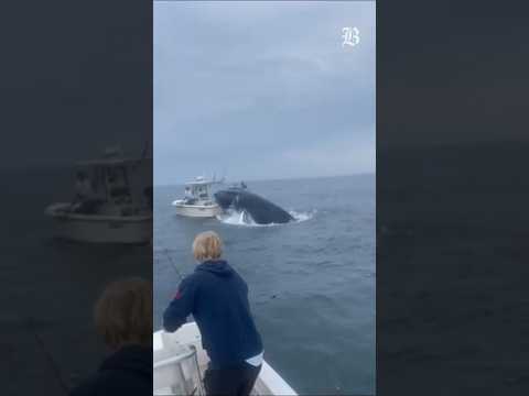 Whale jumps on boat in New Hampshire, overturns vessel