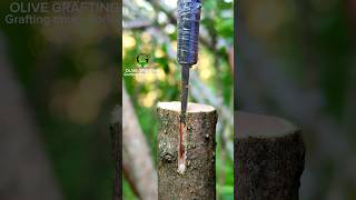 Grafting and budding fruit trees successful and best method