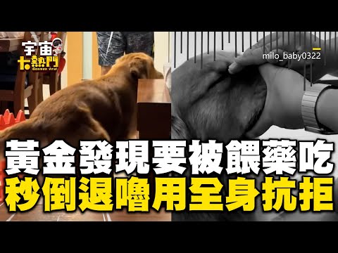 黃金發現要被餵藥吃！秒倒退嚕「用全身抗拒」萌翻 @cosmosviral