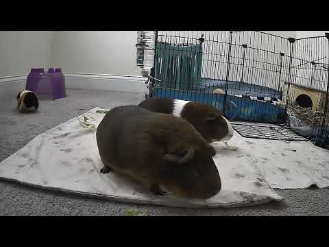 Guinea pig floor time!!