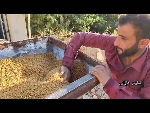 ساوەر هاڕایی - گۆرانی واچ عوسمان هەورامی غەریبم