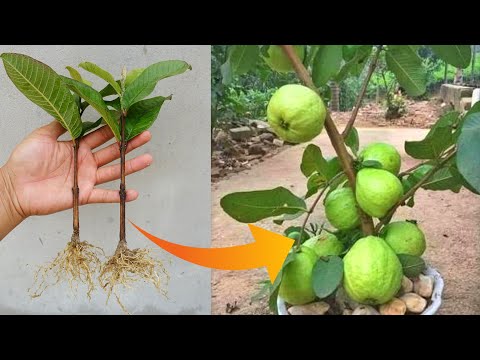 How to grow Guava tree from cuttings | Guava plant