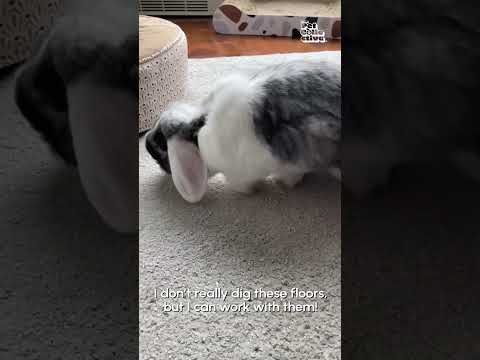 Adorable Bunny Explores New Home!