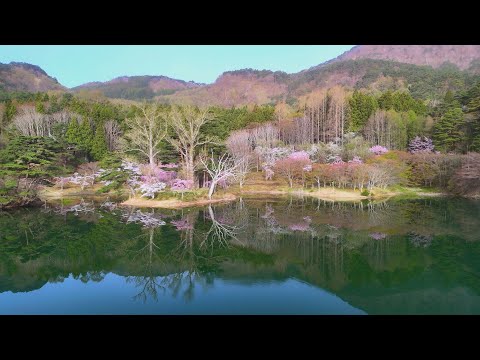 【映像】半田沼の桜　福島・桑折町【カメラめせん⑤】