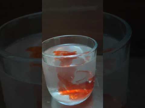 Salt Water And Colour Experiment#experiment #ytshorts #science #youtubeshorts #scienceexperiment