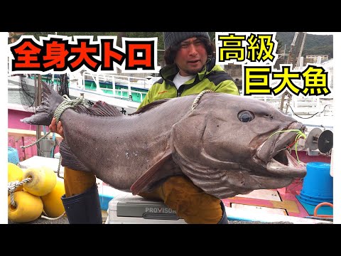 【合法】全身大トロの巨大深海魚「アブラボウズ 」はなぜ体中が脂まみれなのか？釣って食べて検証！