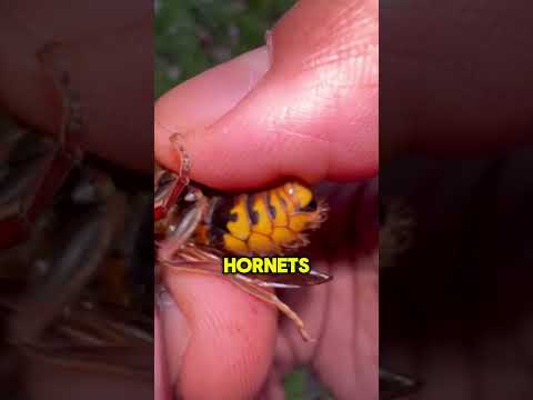 Dont pick these up if you see them | Asian Giant Hornets #shorts