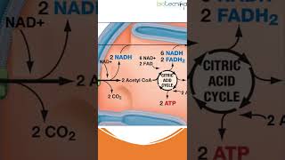 60 Second Guide to Cellular Respiration #cells #biology #science