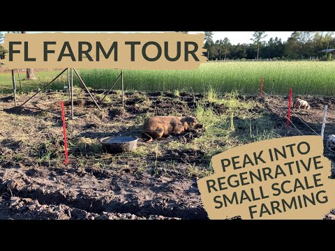 What Does a Small Regenerative Farm Look Like?