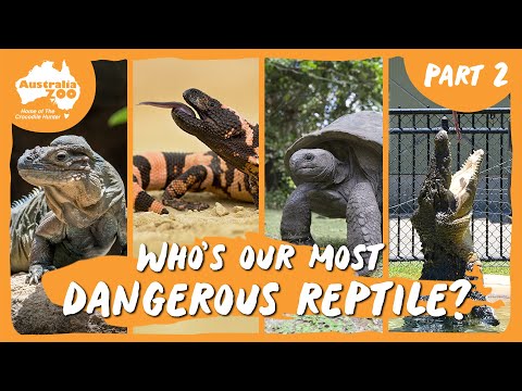 The reptiles of Australia Zoo | Part 2