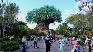 Disney's Animal Kingdom 2024 Afternoon Walkthrough in 4K | Walt Disney World Florida March 2024