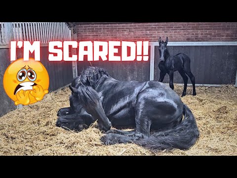 What's wrong!!?? I'm very scared. That's how it started with Queen👑Uniek. | Friesian Horses