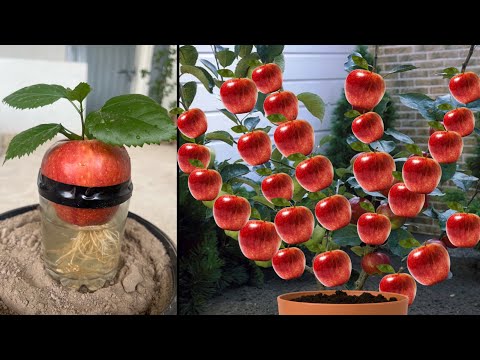 Unique techniques! Easy way to grow Apple trees from Apple fruit | using honey for harmonies |