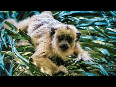 "In the Moment"- Photographing howler monkeys in the Ibera Wetlands, Argentina