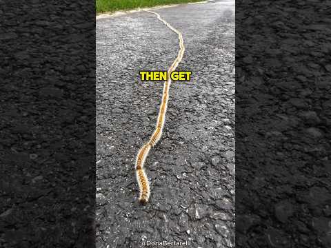 This Train Caterpillar Is SO SCARY 😨 #viral