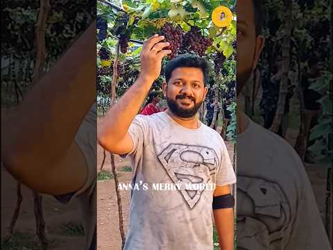 🍇മുന്തിരി പാടം🍇 Family Trip 💖| Anna's Merry World #malayalam #music #love #song #travel #smile