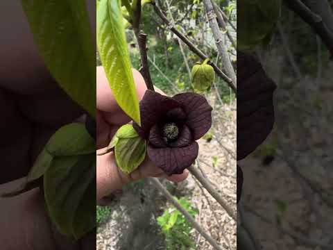 Giant of the Wild: Unveiling North America’s Biggest Native Fruit!