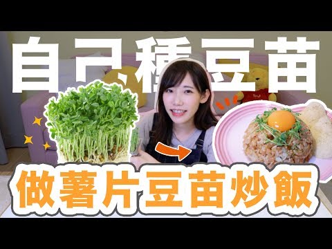 自己在家種豆苗！然後做成薯片豆苗炒飯吧！| 安啾 (ゝ∀･) ♡