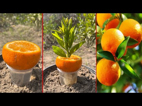 How to grow orange trees with lemon juice | wonderful result with lemon juice |